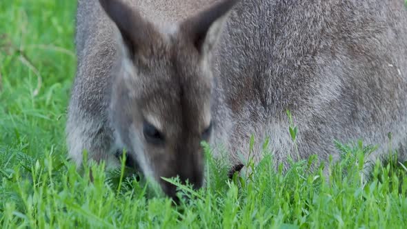 Bennett's Tree-kangaroo Eats Grass. Dendrolagus Bennettianus Grazing in the Meadow. Slow Motion.