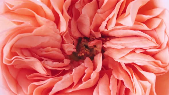 Beautiful Pink Rose Rotating on White Background Macro Shot