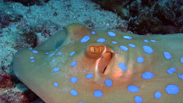 Close up of Blue spotted robbontail ray (Taeniura lymma) lying on coral reef in the Red Sea