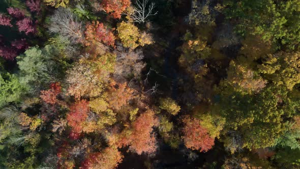 Top down aerial shot of colorful forest in fall.