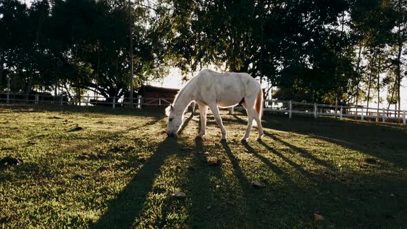 White stallion grazing on early morning fresh grasses in the paddock