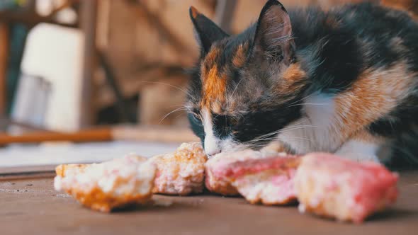 Hungry Homeless Nursing Three-color Mother Cat Eating Bread on the Street