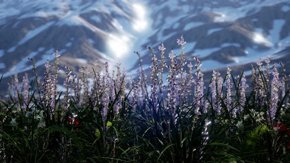 Lavender Field with Blue Sky and Mountain Cover with Snow