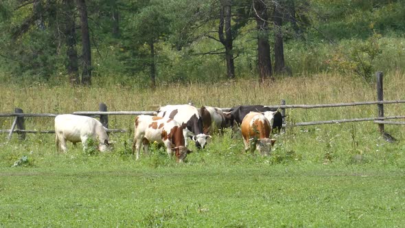 Cows in a Field