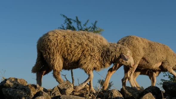 Sheep Grazing Field