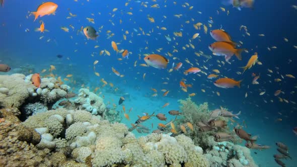 Tropical Underwater Sea Fishes