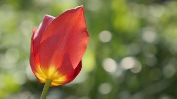 Morning light over lily family Didier tulip plant 4K 2160 30fps UltraHD footage - Red  Tulipa gesner