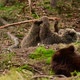 The brown bear plays with a stick, the life of forest dwellers, the brown bears of Synevyr glade. - VideoHive Item for Sale
