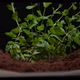 Peppermint Sprouts Through the Soil - VideoHive Item for Sale