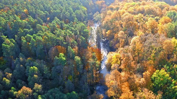 Stunning aerial view of yellow and green autumn forest