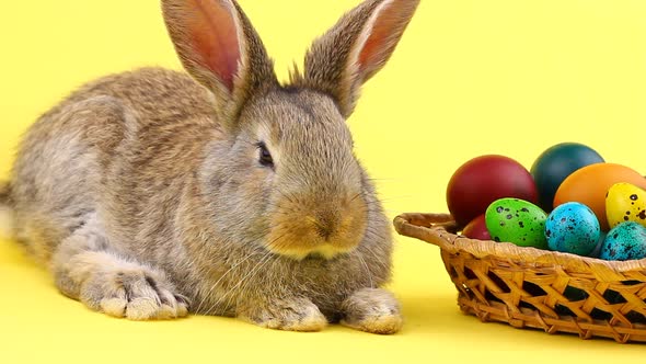 Small Fluffy Brown Easter Bunny Lies Near a Wooden Wicker Basket with a Variety of Colorful Eggs