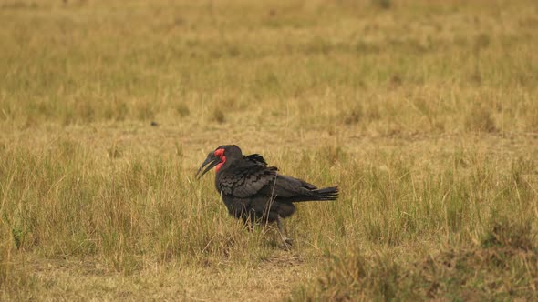 Southern ground hornbills in Masai Mara