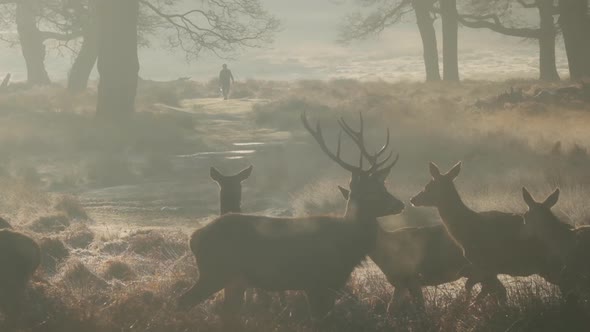 herd of Red deer Richmond park London at sunrise in winter man walking in background slow motion