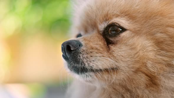 Pomeranian dog in the house garden looking at something