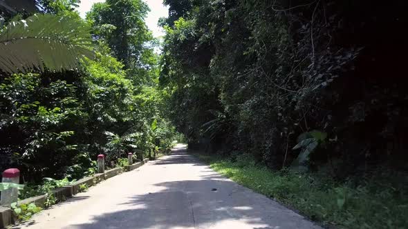 Exciting White Wild Road at Green Dense Forest with Palms