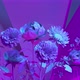 Growing flowers in a metaverse with neon lighting - VideoHive Item for Sale