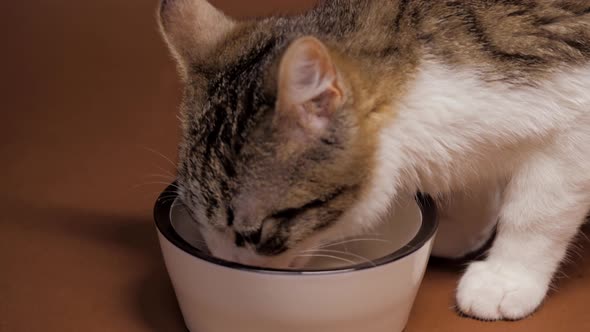 Kitten Eating Food From Bowl. Little Hungry Cat Eating at Home Cat Food