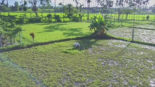 Vietnamese Man Works on Salad Field Against Palm Trees