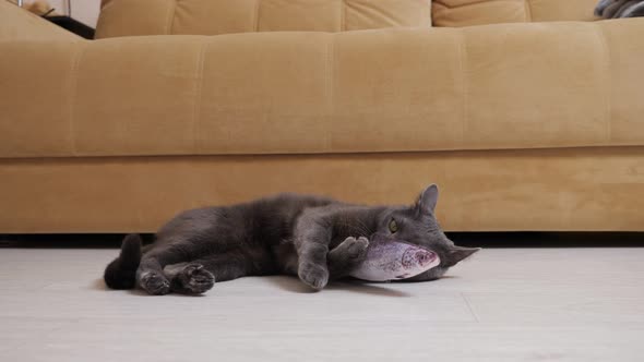 Young Gray Cat Gnaws a Toy Fish While Lying on the Floor