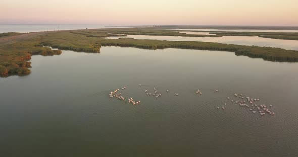 Breeding Grounds of Pelicans in Tuzly Estuary National Nature Park Near By Black Sea Coast, Ukraine