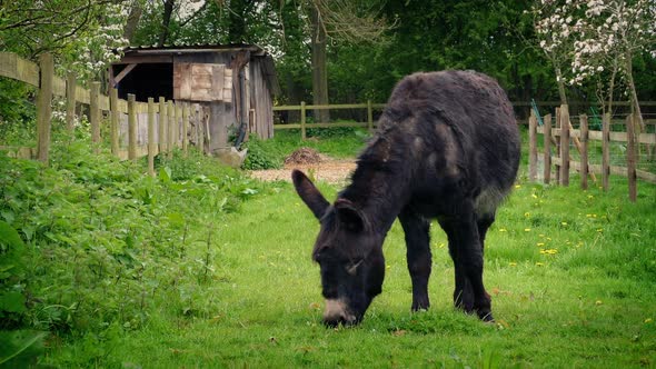 Donkey Grazing In Peaceful Countryside