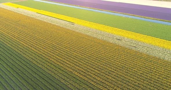 Aerial view of The Garden of Europe at Keukenhof botanical garden, Netherlands.