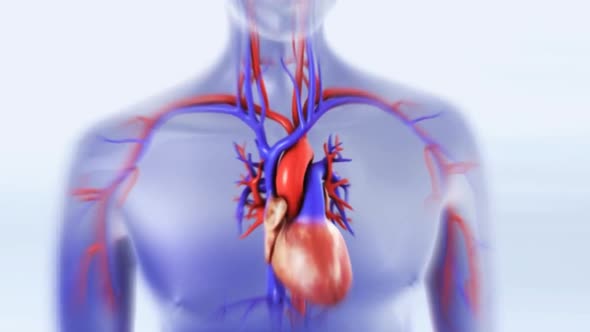 The heart is a pump, usually beating about 60 to 100 times per minute.