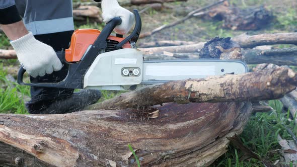 Unrecognizable Man Chainsaw Cuts Dry Trees