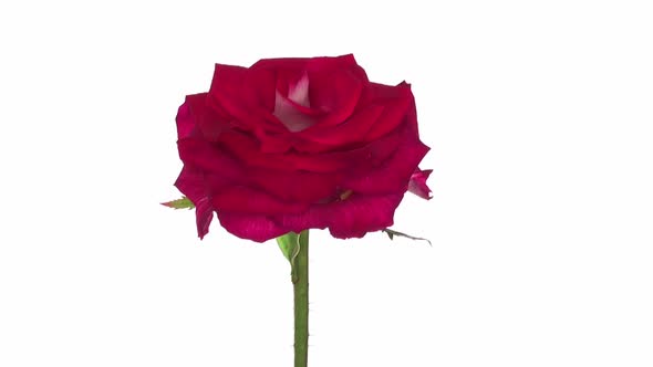 Rotating pink-red Shanti rose, seamless loop