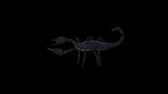 Black Scorpion Top Walk alt