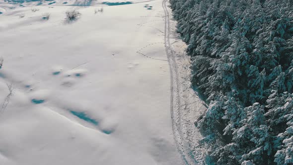 Aerial View on Winter Pine Forest and Snow Path on a Sunny Day