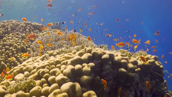 Tropical Fish on Vibrant Coral Reef