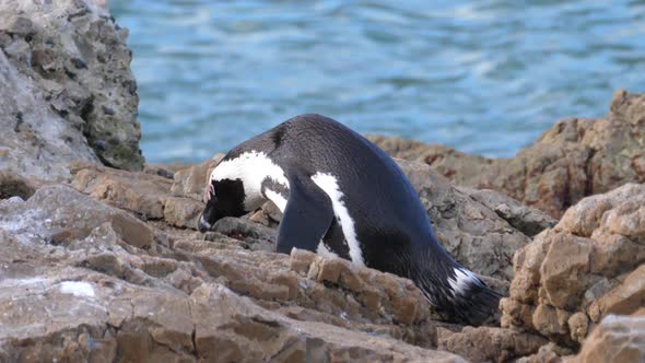 Penguin walks on the rocks