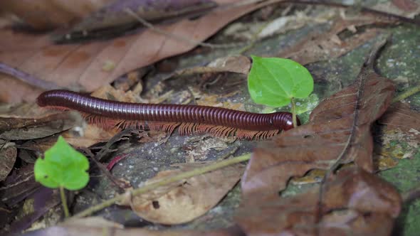Asian Giant Millipede, Asian Red Millipede crawling on dry leaves, mossy rock at tropical rainforest