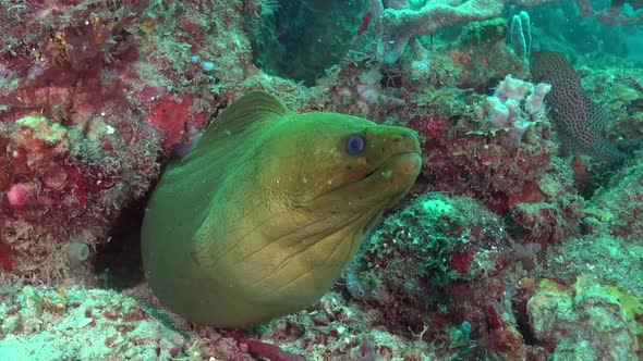Large Green Moray Eel guards it's home