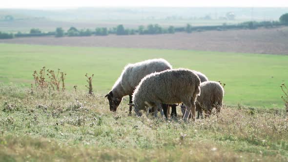 Herd sheep standing and graze in beautiful field. Agriculture and cattle breeding. Slow motion