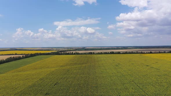 Fields Of Wheat And Blooming Sunflower. 