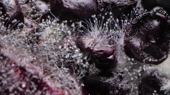 Mold Spores Growth on Berries