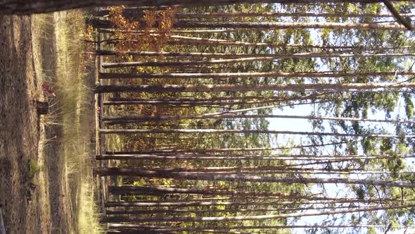 Vertical Video of an Autumn Forest During the Day in Ukraine