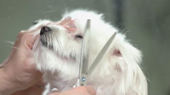 Hands of Woman Dog Grooming