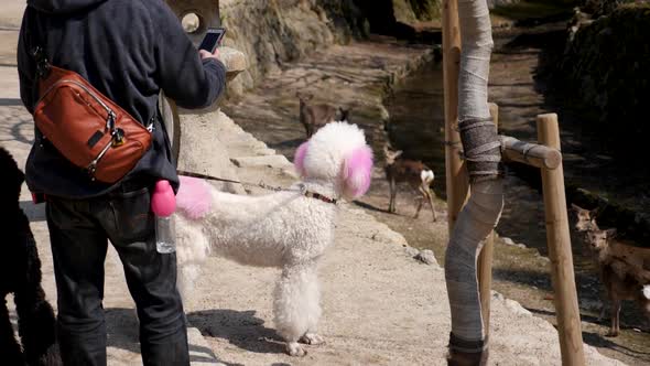 Big Poodle Looks at Wild Deers in Nature