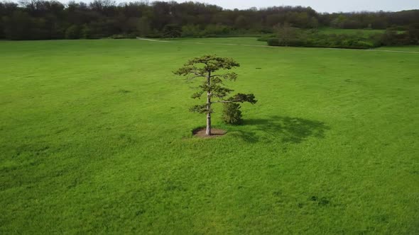 Aerial View of Coniferous Trees on a Green Meadow in the Park