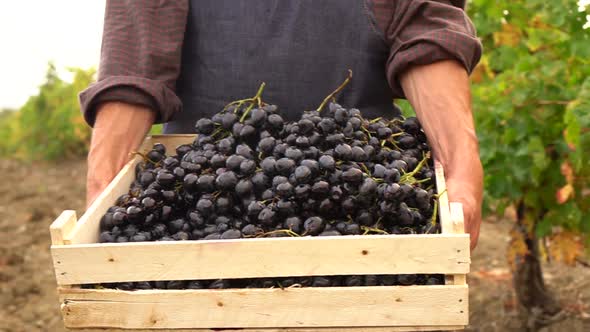 The hands of a working grape picker hold a wooden box full of ripe grapes. Harvesting Wine Grapes