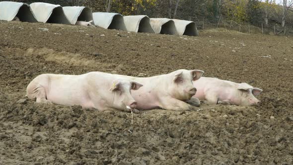 happy, pink pigs in the country