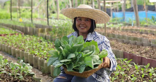 Asian woman farmer harvesting ang showing fresh raw vegetable on her local organic vegetable farm.