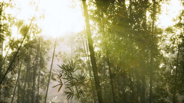 Asian Bamboo Forest with Morning Sunlight