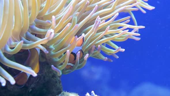 Closeup Male and Female Clownfish Anemone Fish Amphiprion Ocellaris Swim Among the Tentacles of