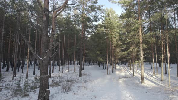 Path In The Winter Pine Forest