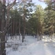 Path In The Winter Pine Forest - VideoHive Item for Sale