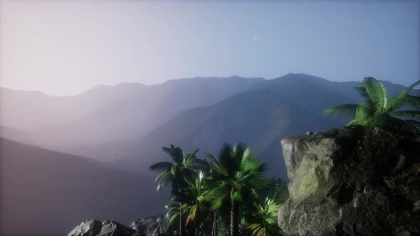 Sunset Beams Through Palm Trees alt